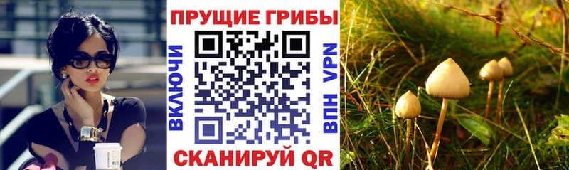 Купить где  Заводоуковск  Псилоцибиновые грибы GOLDEN TEACHER 